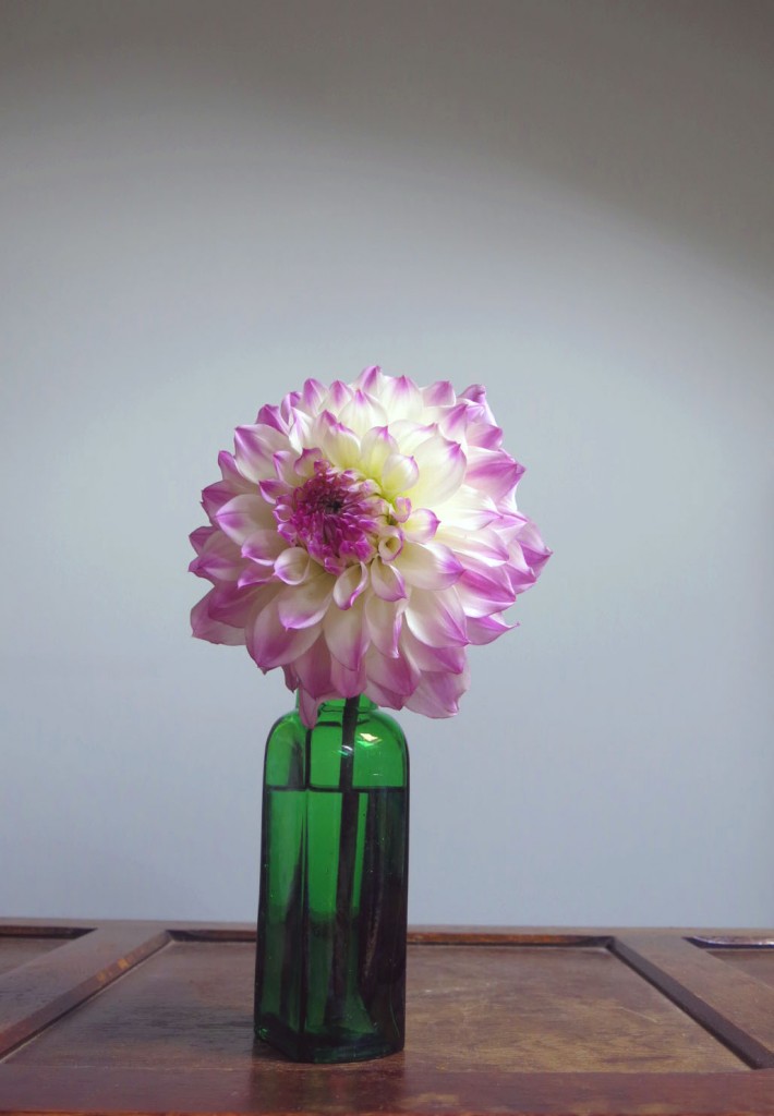 dahlia harpet blue eyes closed
