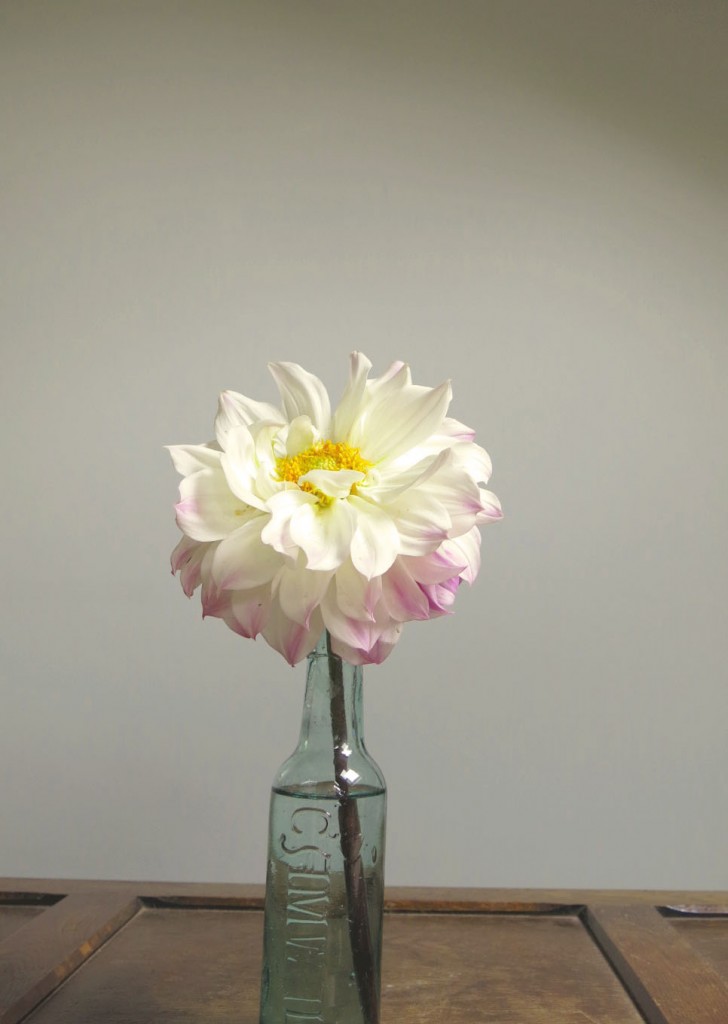 dahlia harpet blue eyes open