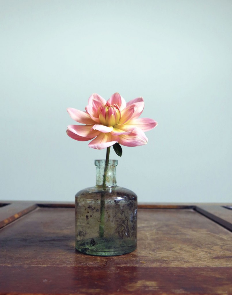 dahlia maldiva