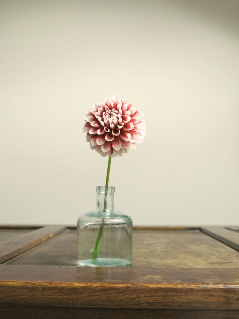 dahlia tiptoe